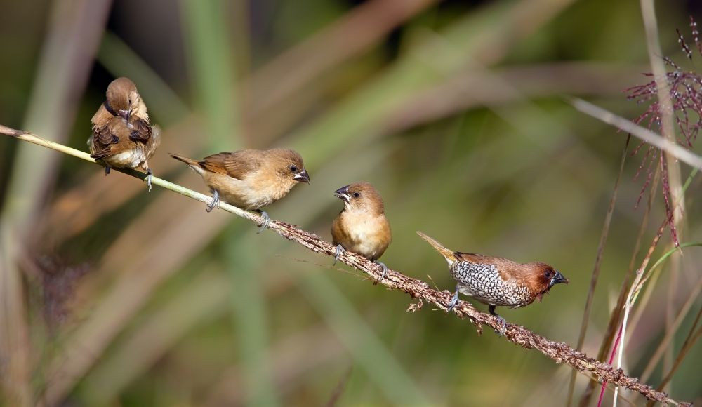 Birds in nepal