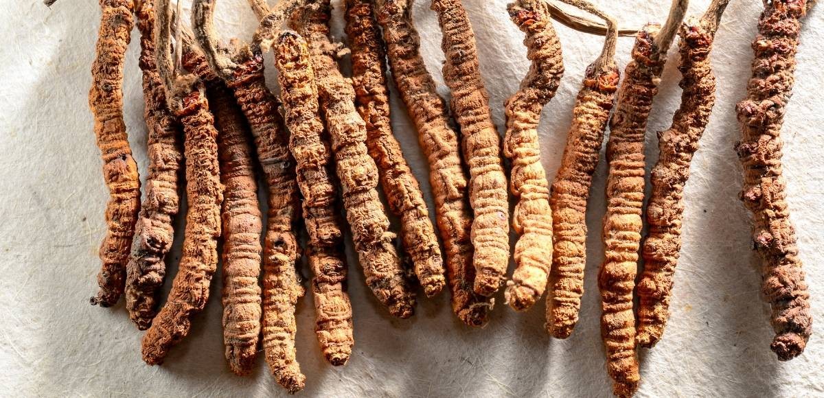 Yarsagumba In Nepal Uses Importance Benefits Price And Side Effects